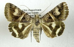 Drasteria grandirena