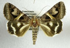 Drasteria grandirena