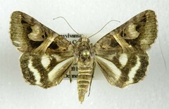 Drasteria grandirena