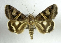 Drasteria grandirena