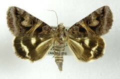 Drasteria grandirena