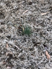 Allium vineale