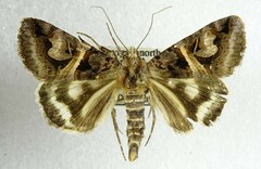 Drasteria grandirena