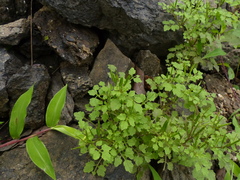 Cardamine trichocarpa
