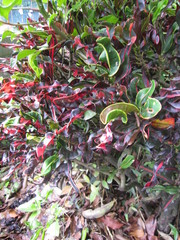 Codiaeum variegatum pictum