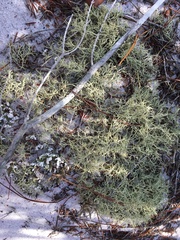Cladonia subsetacea