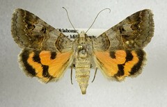 Drasteria ingeniculata