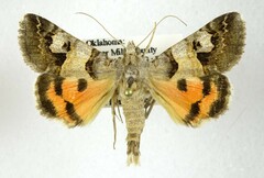 Drasteria ingeniculata