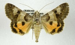 Drasteria ingeniculata