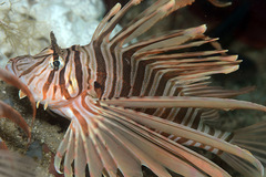 Pterois russelii