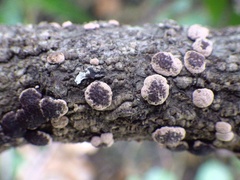 Sordariomycetes