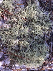Cladonia subsetacea