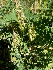 Astragalus americanus