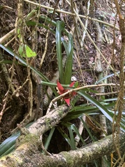 Bromelioideae