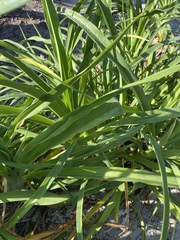 Asphodelaceae