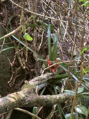 Bromelioideae