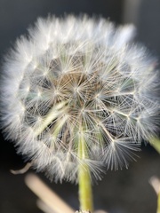 Taraxacum officinale