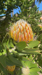 Leucospermum conocarpodendron