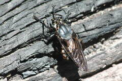 Blepharotes splendidissimus