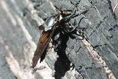 Blepharotes splendidissimus