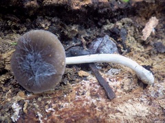 Pluteus thomsonii