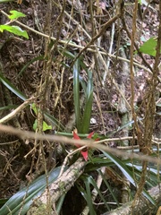 Bromelioideae