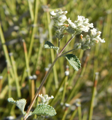 Aloysia wrightii