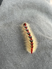 Trichiocercus sparshalli