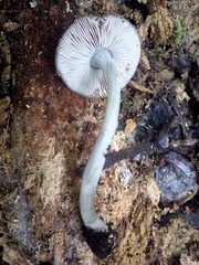 Pluteus thomsonii