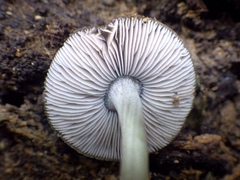 Pluteus thomsonii
