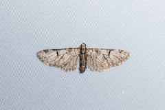 Eupithecia insigniata