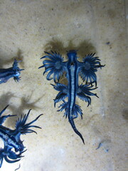 Glaucus atlanticus