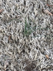 Allium vineale