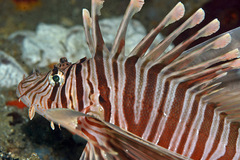 Pterois russelii