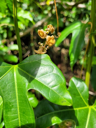 Antidote-vine (Fevillea cordifolia)