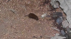 Hypsiprymnodon moschatus