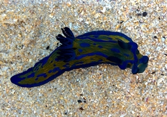 Tambja verconis