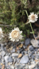 Chrysocephalum baxteri