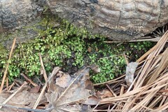 Fissidens obtusifolius