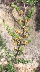 Kunzea ambigua