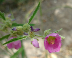 Sphaeralcea angustifolia