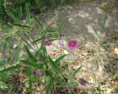 Sphaeralcea angustifolia