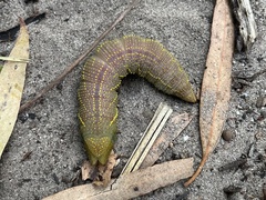 Coequosa australasiae