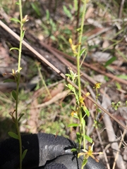 Pimelea curviflora curviflora