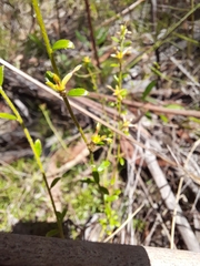 Pimelea curviflora curviflora