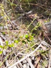 Pimelea curviflora curviflora