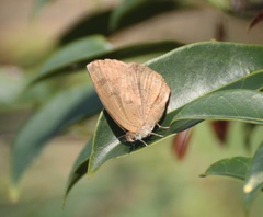 Arhopala japonica