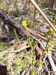 Pimelea curviflora curviflora