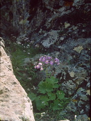 Pericallis echinata image