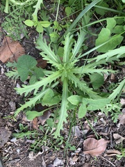 Layia platyglossa